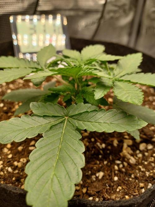SPECIAL QUEEN #1 AUTO. Week 2