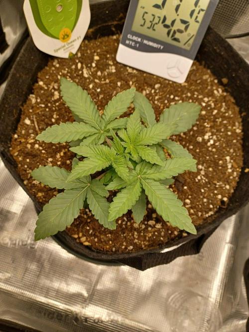 SPECIAL QUEEN #1 AUTO. Week 2