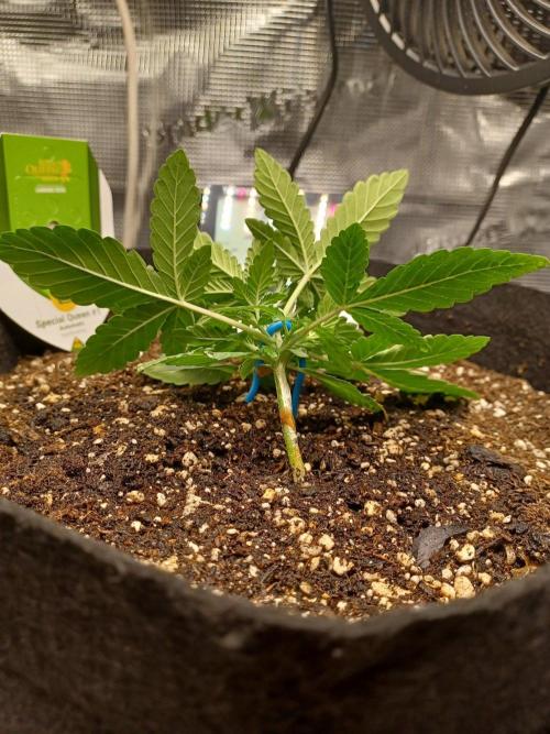 SPECIAL QUEEN #1 AUTO. Week 2