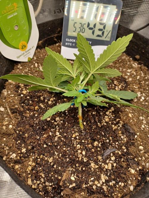SPECIAL QUEEN #1 AUTO. Week 2