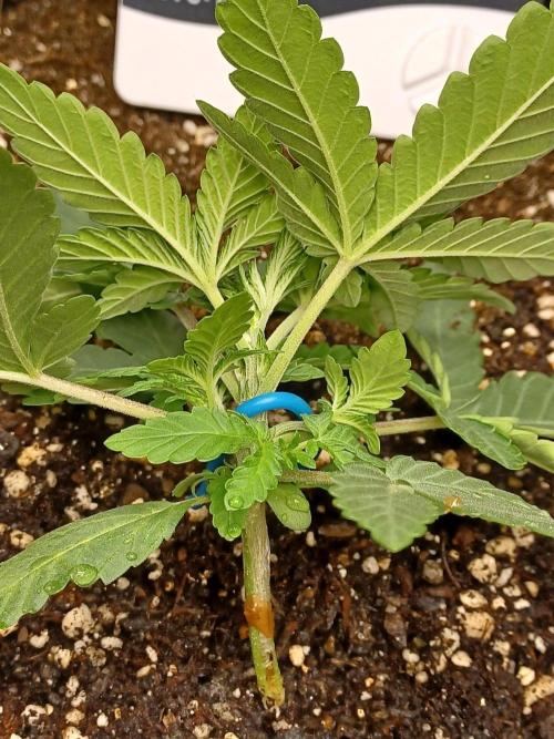 SPECIAL QUEEN #1 AUTO. Week 2