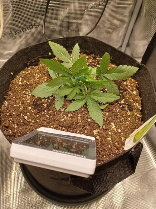 SPECIAL QUEEN #1 AUTO. Week 2