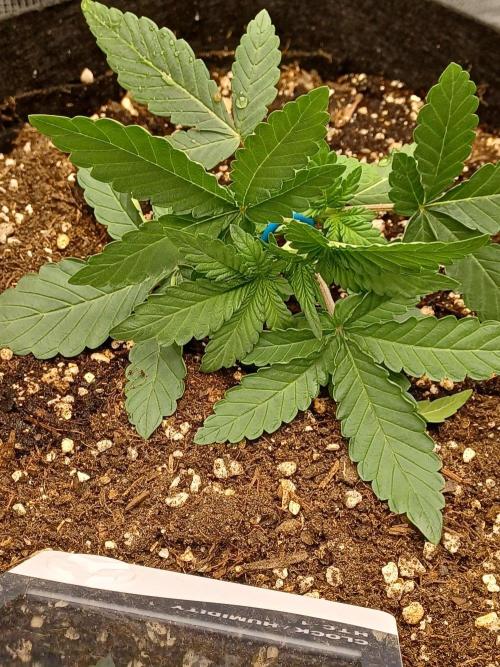 SPECIAL QUEEN #1 AUTO. Week 2
