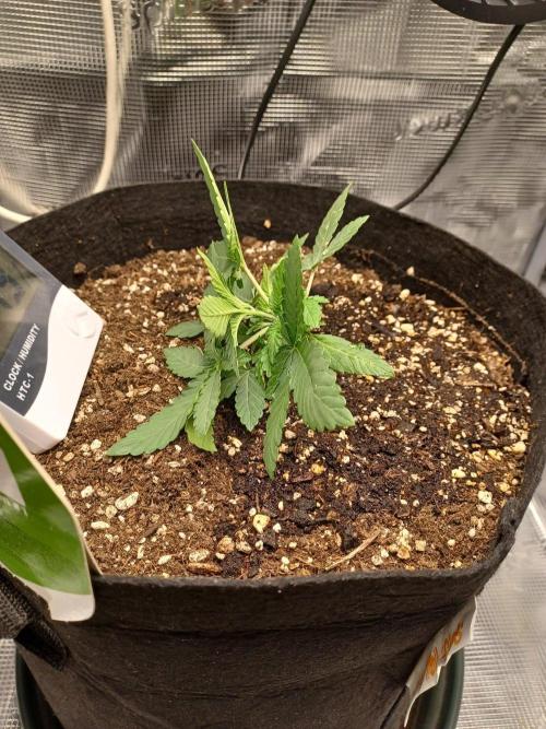 SPECIAL QUEEN #1 AUTO. Week 2