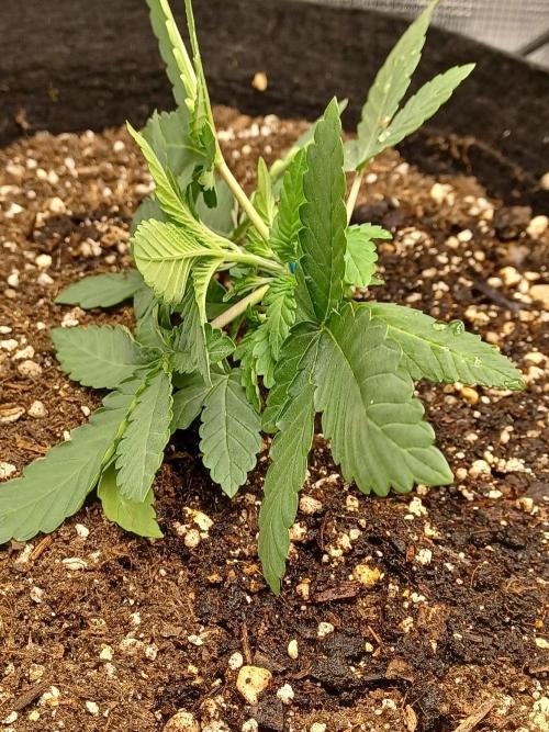 SPECIAL QUEEN #1 AUTO. Week 2