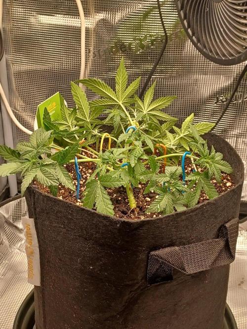 SPECIAL QUEEN #1 AUTO. Week 3