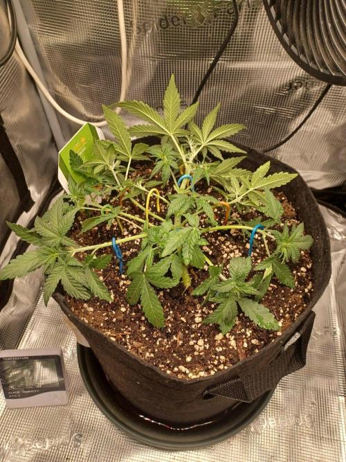 SPECIAL QUEEN #1 AUTO. Week 3