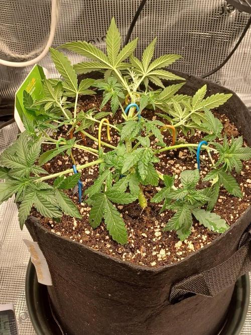 SPECIAL QUEEN #1 AUTO. Week 3