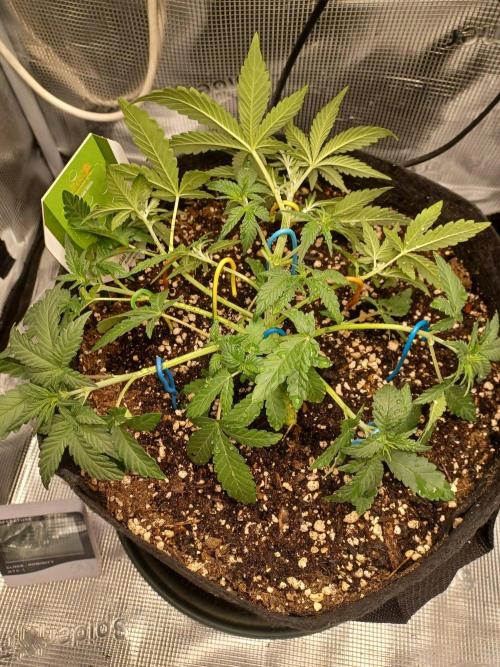 SPECIAL QUEEN #1 AUTO. Week 3