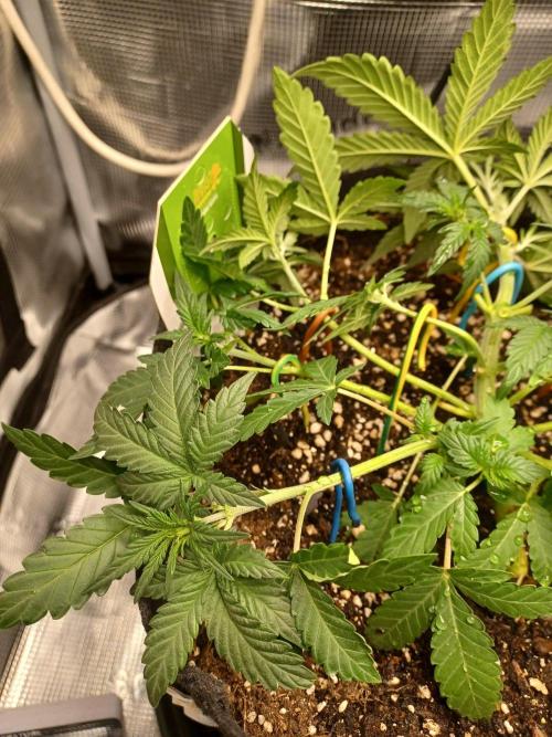 SPECIAL QUEEN #1 AUTO. Week 3