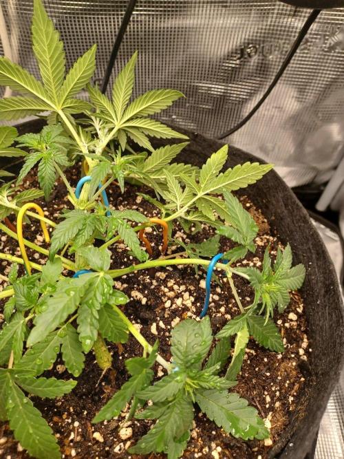SPECIAL QUEEN #1 AUTO. Week 3
