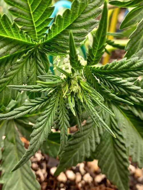 SPECIAL QUEEN #1 AUTO. Week 3