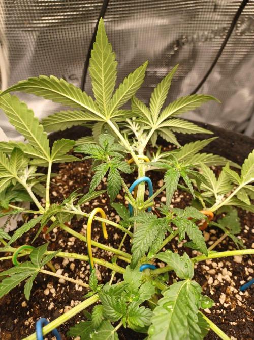 Special Queen Auto 1. Week 3