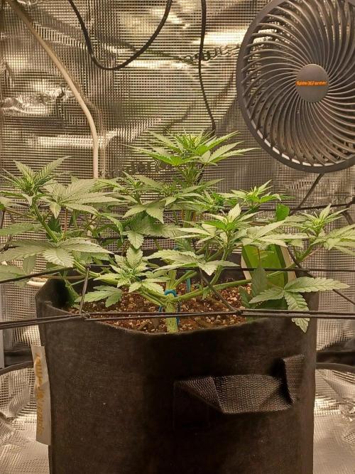 SPECIAL QUEEN #1 AUTO. Week 4
