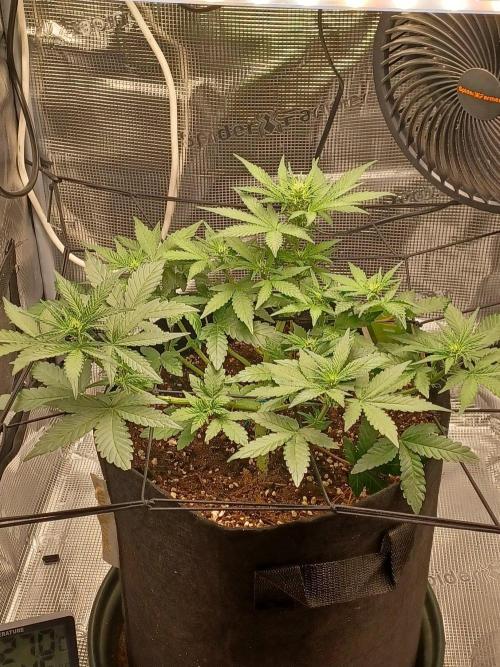 SPECIAL QUEEN #1 AUTO. Week 4