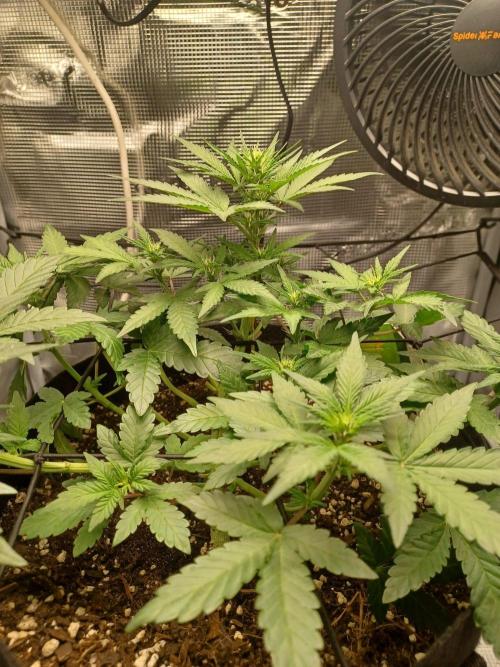 SPECIAL QUEEN #1 AUTO. Week 4