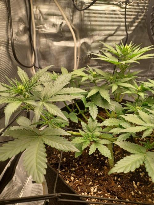 SPECIAL QUEEN #1 AUTO. Week 4