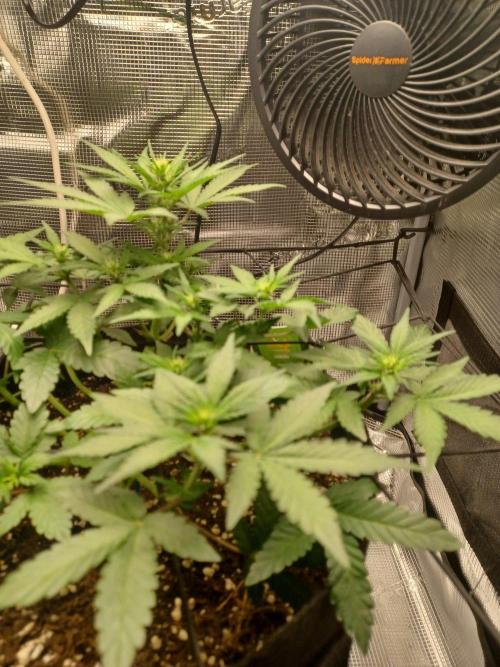 SPECIAL QUEEN #1 AUTO. Week 4