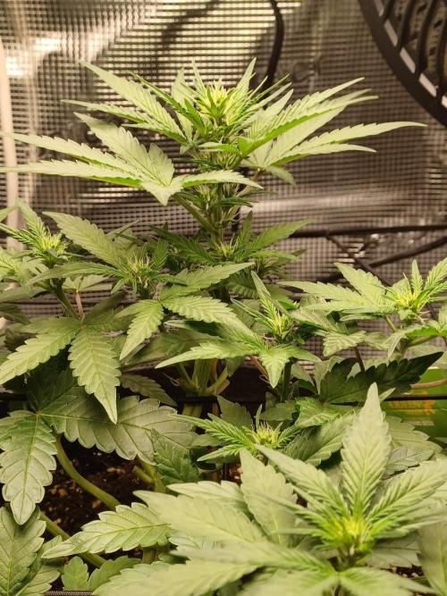 SPECIAL QUEEN #1 AUTO. Week 4