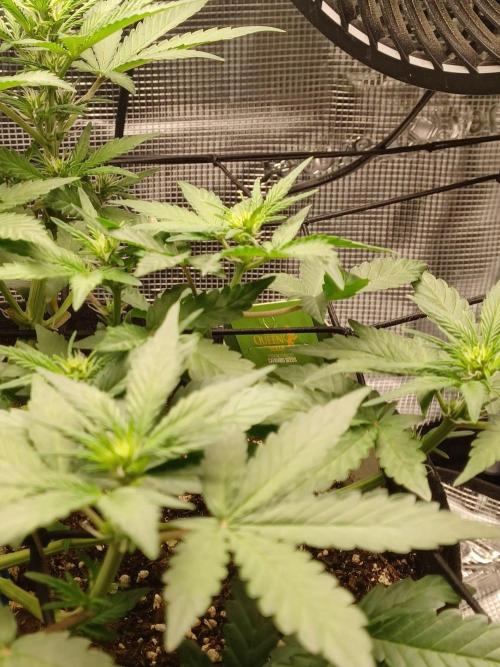 SPECIAL QUEEN #1 AUTO. Week 4
