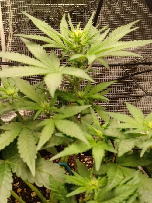 SPECIAL QUEEN #1 AUTO. Week 4