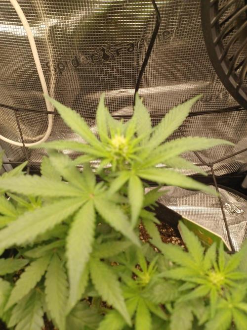 SPECIAL QUEEN #1 AUTO. Week 4