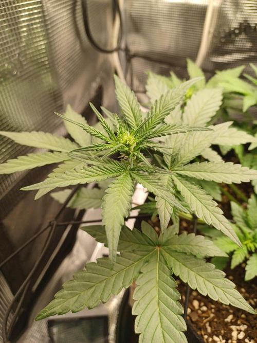 SPECIAL QUEEN #1 AUTO. Week 4