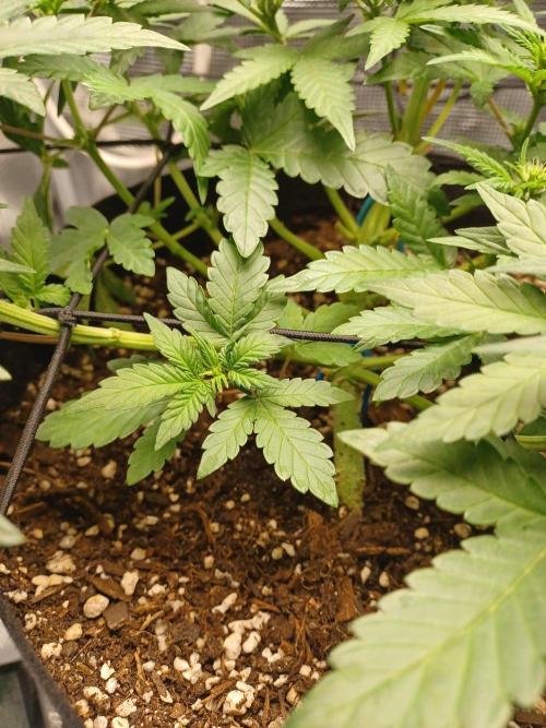 SPECIAL QUEEN #1 AUTO. Week 4