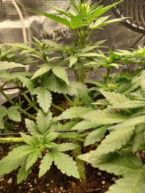 SPECIAL QUEEN #1 AUTO. Week 4