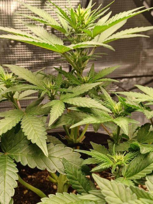 SPECIAL QUEEN #1 AUTO. Week 4