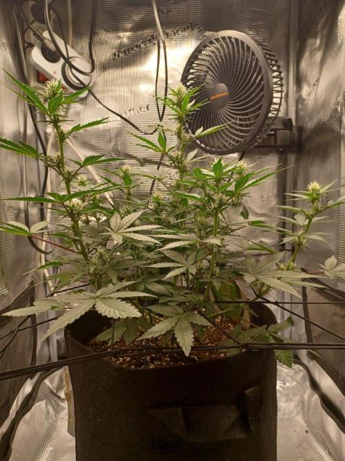 SPECIAL QUEEN #1 AUTO. Week 5