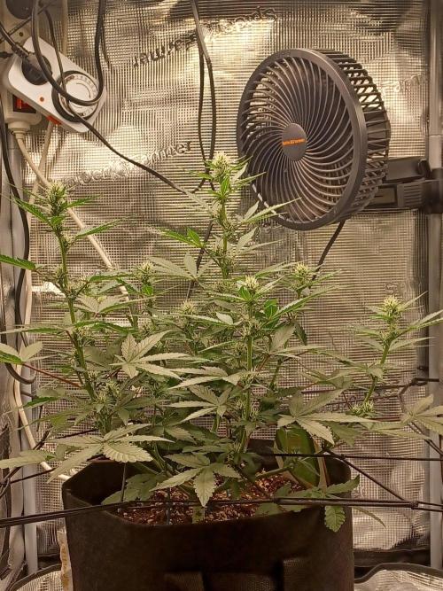 SPECIAL QUEEN #1 AUTO. Week 5