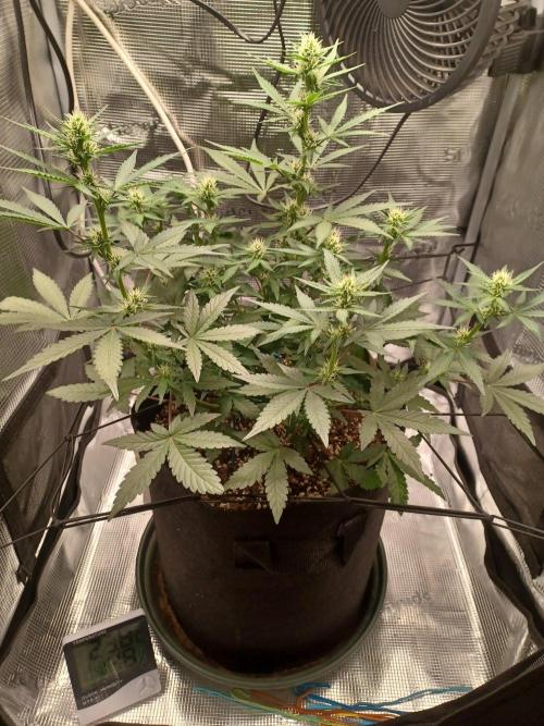 SPECIAL QUEEN #1 AUTO. Week 5