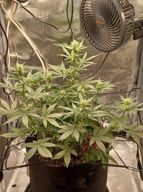 SPECIAL QUEEN #1 AUTO. Week 5