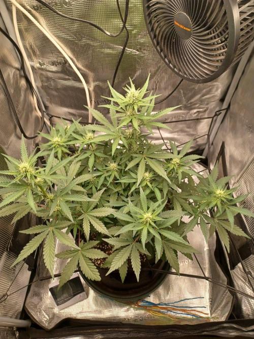 SPECIAL QUEEN #1 AUTO. Week 5
