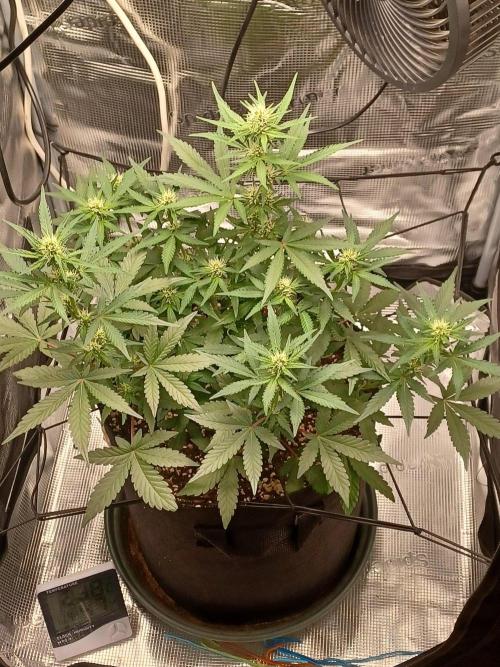 SPECIAL QUEEN #1 AUTO. Week 5