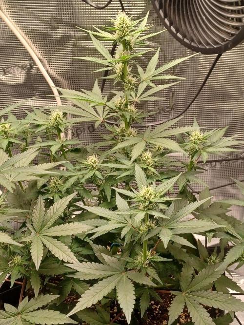SPECIAL QUEEN #1 AUTO. Week 5