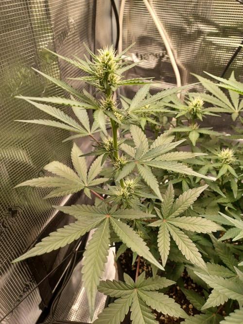 SPECIAL QUEEN #1 AUTO. Week 5