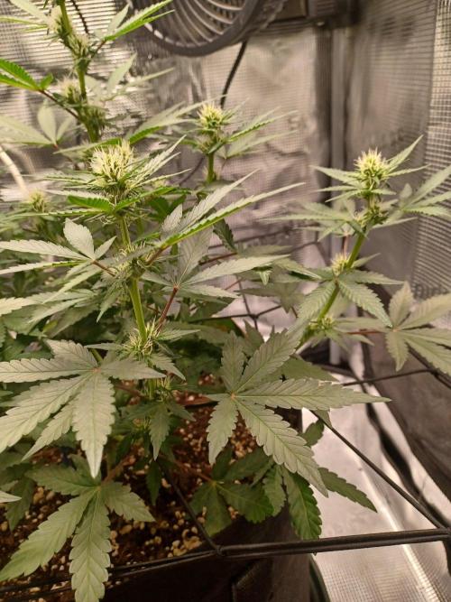 SPECIAL QUEEN #1 AUTO. Week 5