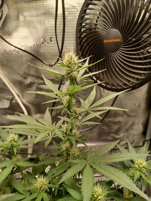 SPECIAL QUEEN #1 AUTO. Week 5