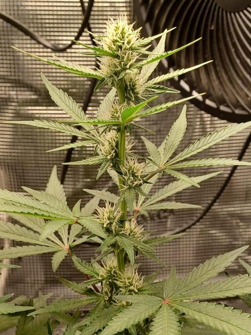 SPECIAL QUEEN #1 AUTO. Week 5