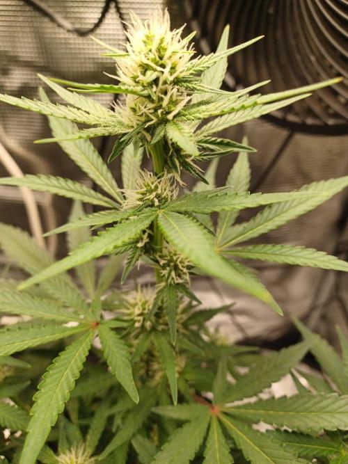 SPECIAL QUEEN #1 AUTO. Week 5