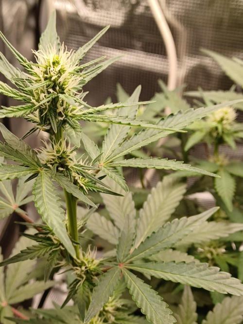 SPECIAL QUEEN #1 AUTO. Week 5