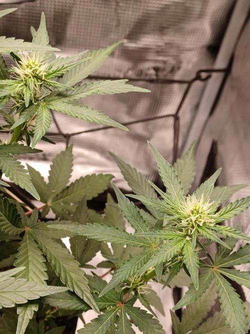 SPECIAL QUEEN #1 AUTO. Week 5