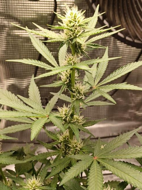 SPECIAL QUEEN #1 AUTO. Week 5