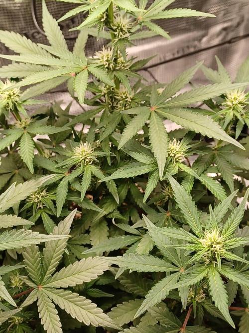 SPECIAL QUEEN #1 AUTO. Week 5