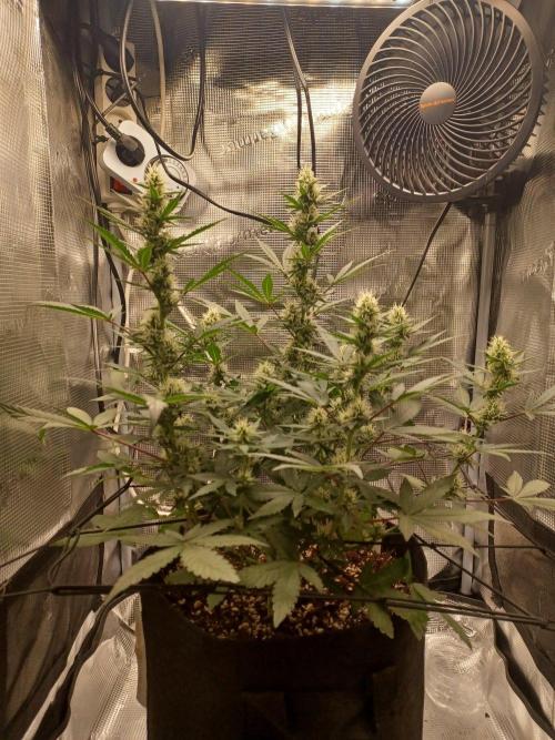 SPECIAL QUEEN #1 AUTO. Week 6