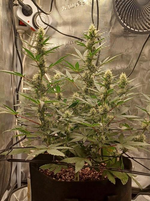 SPECIAL QUEEN #1 AUTO. Week 6