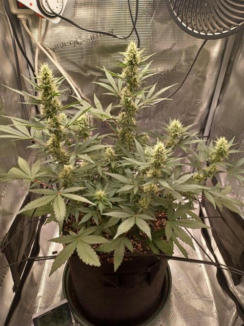SPECIAL QUEEN #1 AUTO. Week 6