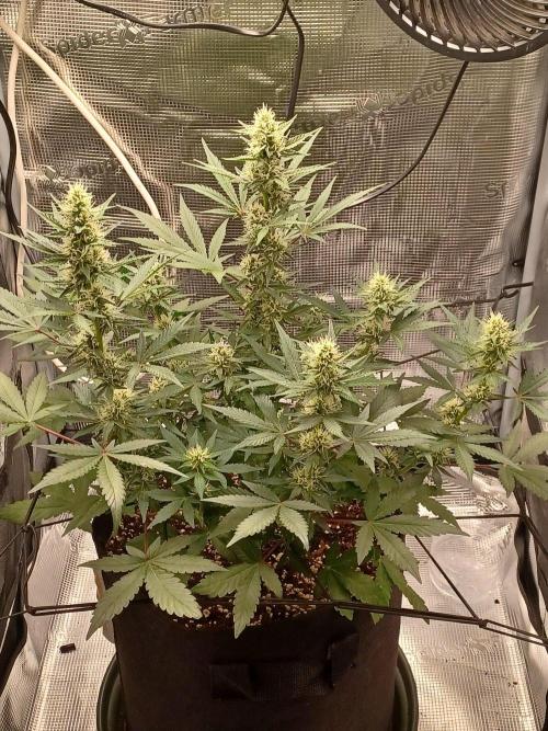 SPECIAL QUEEN #1 AUTO. Week 6